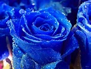 ... flower picture pictures of blue flowers blue flower images images blue