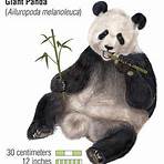 Giant panda1