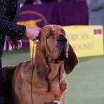 westminster kennel club breeds of dogs1