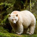 Great Bear Rainforest: Land of the Spirit Bear film3