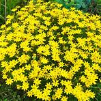zagreb coreopsis care and cleaning procedure instructions free3