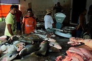 Tambaqui é o peixe mais procurado pelos consumidores na ...