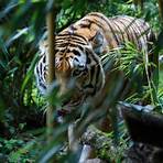 tigres animal wikipedia1