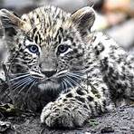 leopardo reproduccion1