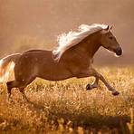fotoshooting mit pferd1