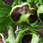What causes blossom end rot in Tomatoes?1