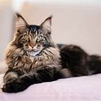 maine coon cats3
