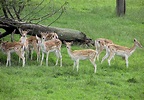 File:Fallow deer arp.jpg - Wikipedia, the free encyclopedia