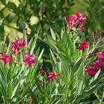 oleander bush3