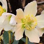 Why is it called a Christmas rose?1