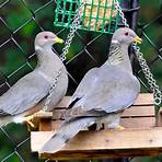 How many mourning doves are there in Texas?2
