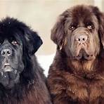 is a newfoundland a good dog as a pet for kids2