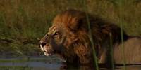 Living With Big Cats - Trailer - Wildlife Films - National Geographic