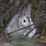 snowshoe hare habitat1