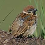 Old World sparrow wikipedia3