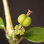 euphorbiaceae wikipedia steven harvey3