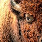 where do buffalo live in north dakota today3