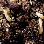 what kind of wood can termites live in a yard of soil1