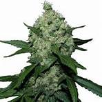 cannabis seeds1