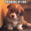 Thinking of You - cute puppy | Meme Generator