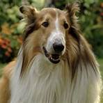Lassie - A New Adventure Film3