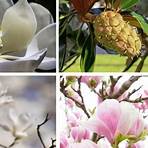 magnolia significado1