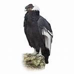 is the andean condor endangered1