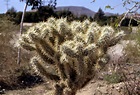 Cholla Cactus : Photos, Diagrams & Topos : SummitPost