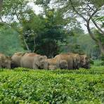 Asian Elephant wikipedia4