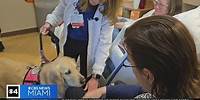 Meet Mesa, a Memorial Health System therapy dog