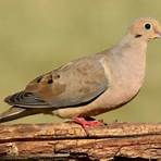 How many mourning doves are there in Texas?3