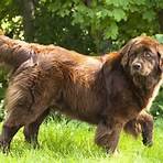 is a newfoundland a good dog as a pet for kids3