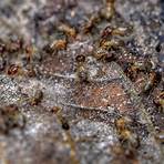 what kind of wood can termites live in a yard of grass lawn control4