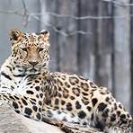 amur leopard wikipedia2