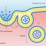 cell membrane function1