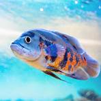 what is the zodiac sign for fish in november2