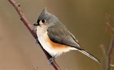 Tufted Titmouse wallpaper #3617