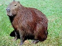 ... conheça-um-pouco-sobre-os-animais: CAPIVARA: o maior roedor do Mundo