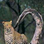 leopard wikipedia1