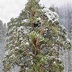 photo released steve sill ett president giant sequoia photo1