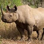 What is a Rhinos habitat?3
