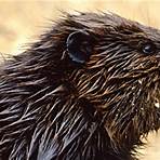 What is the taxonomy of a beaver?1