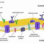 cell membrane function4