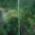 "Dianthus deltoides"2