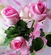 Ramo de rosas rosa muy bellas - Imagenes de                    rosas