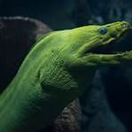 What aquatic animals can be found at the Florida Aquarium?3