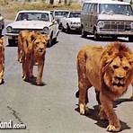 lion country safari irvine ca1