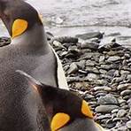 what animals live in antarctica and the arctic2