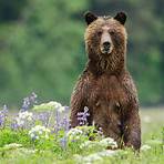 Great Bear Rainforest: Land of the Spirit Bear film4