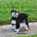 schnauzer puppies for sale in texas3